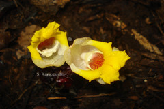 Amomum muricatum